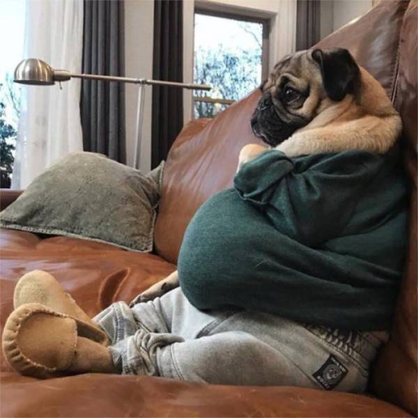 cute picture of a pug on the couch