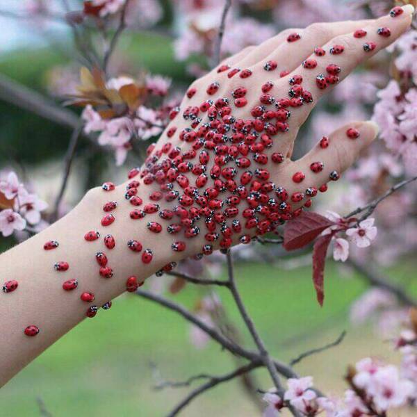 woman's hand with lady bug beetles on it