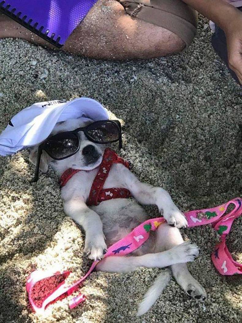 dog chilling at the beach
