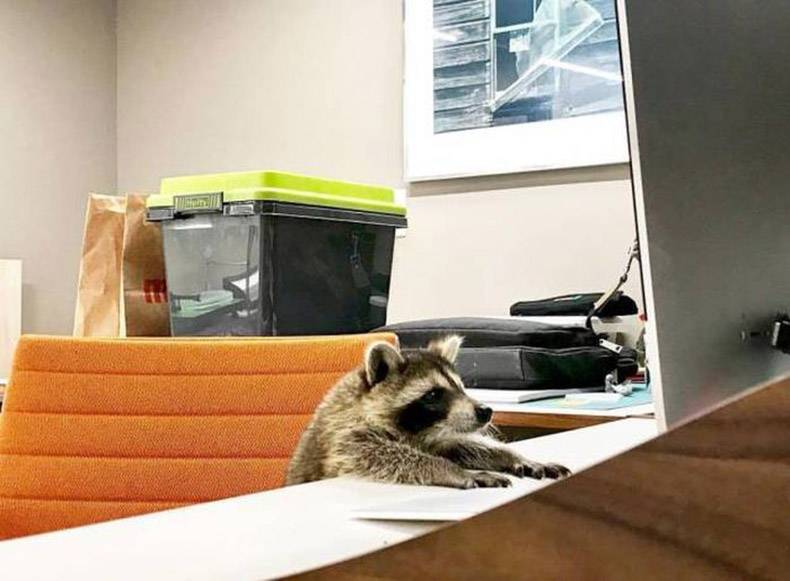 raccoon with desk job