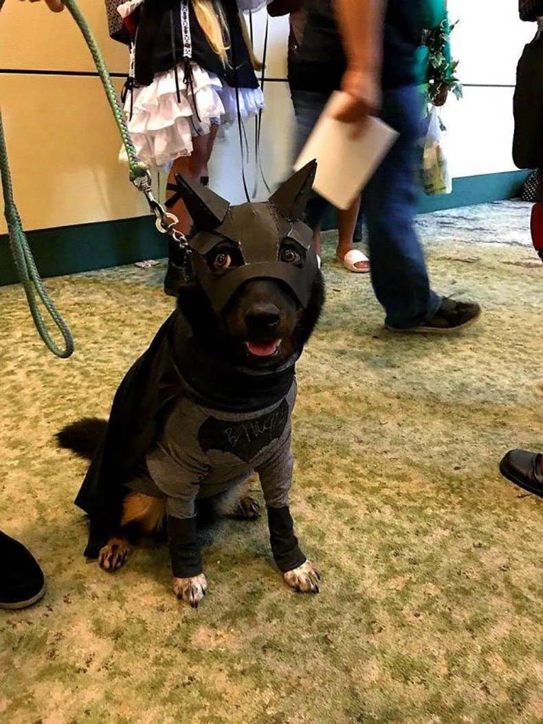 cute dog in batman costume
