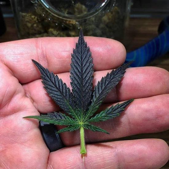 tiny little perfect marijuana leaf