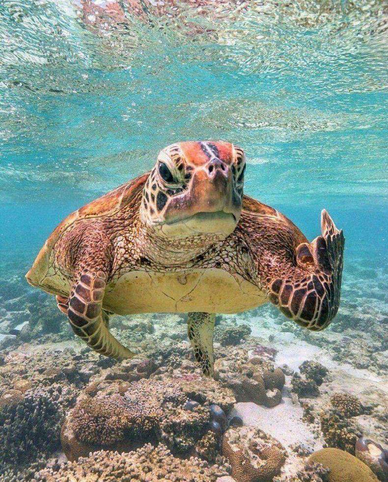 random pic sea turtle middle finger - Ss