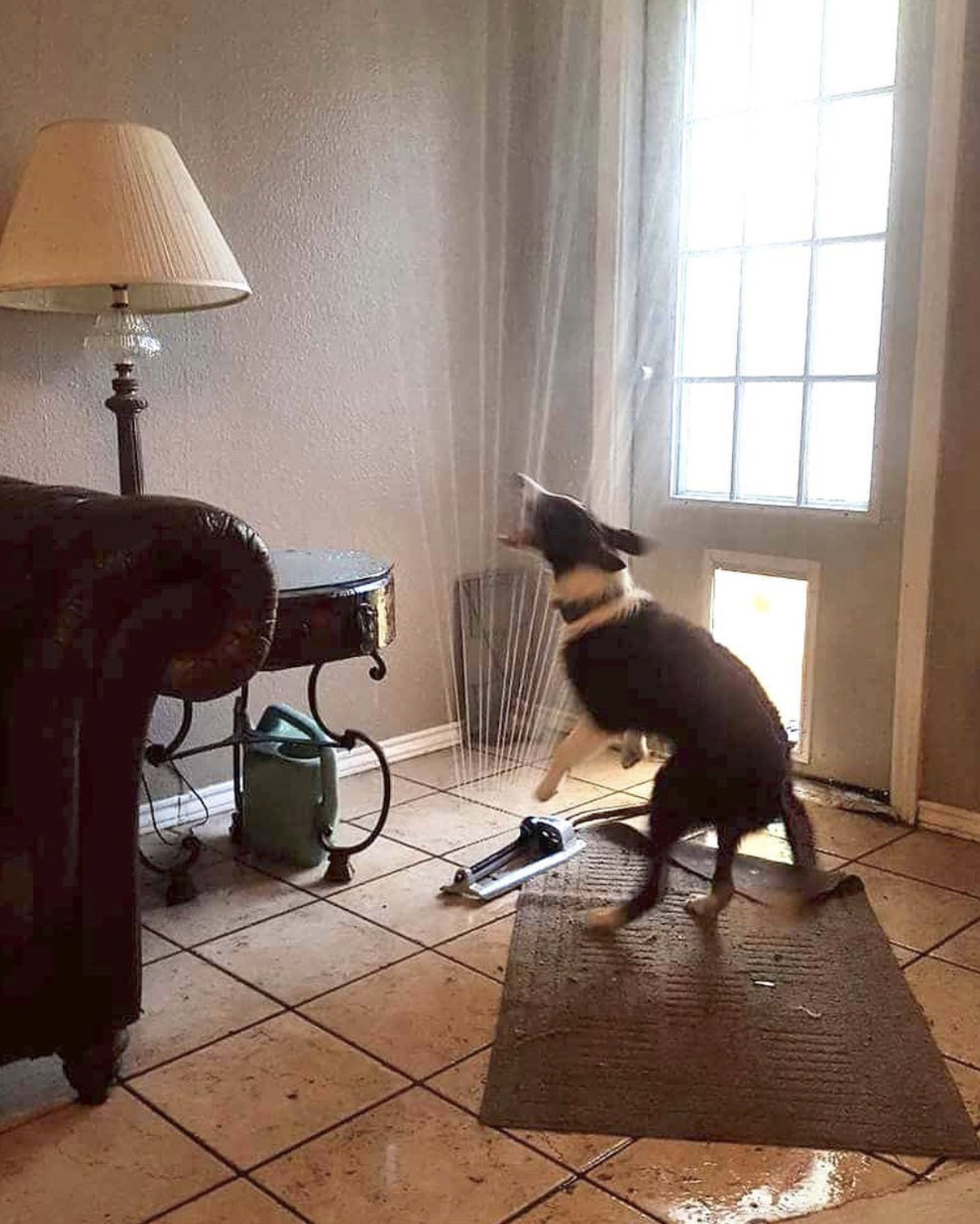 dog dragged the sprinkler into the house while it is running