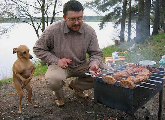 dog patiently waiting his bbq