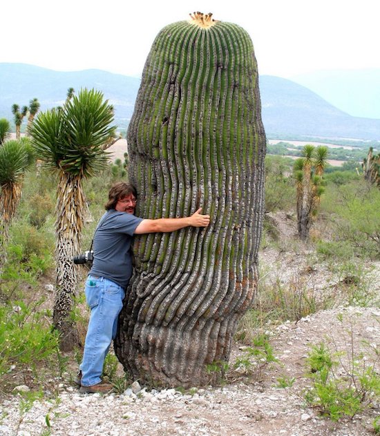 man hugging a cactus