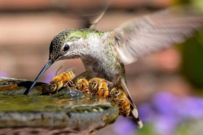 hummingbird and bees