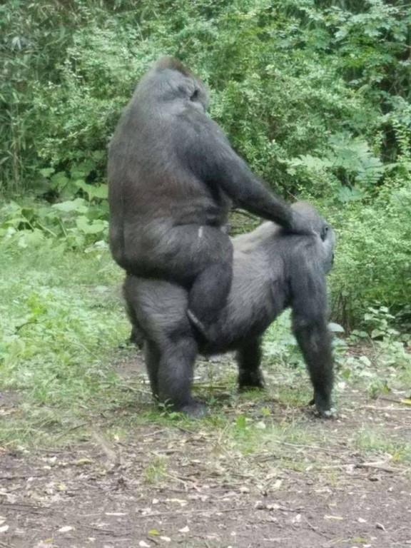 gorilla riding gorilla