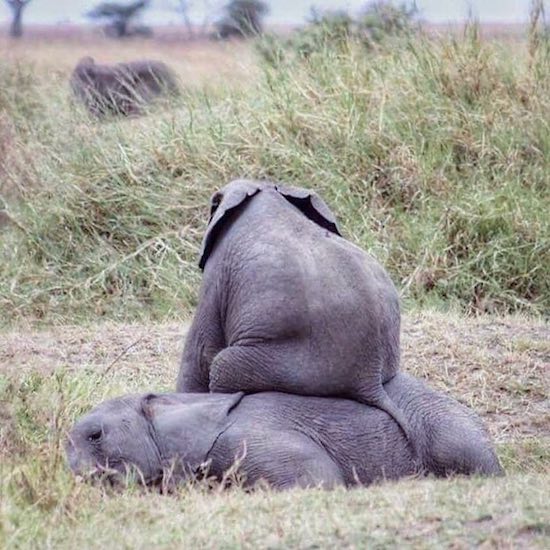 elephant butt