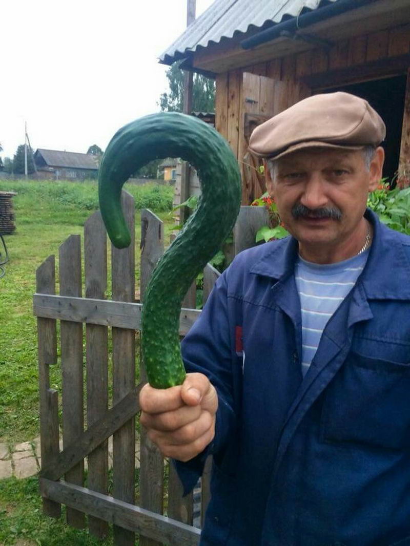 question mark shaped cucumber