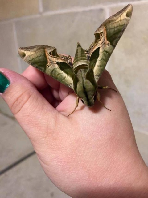 strange moth