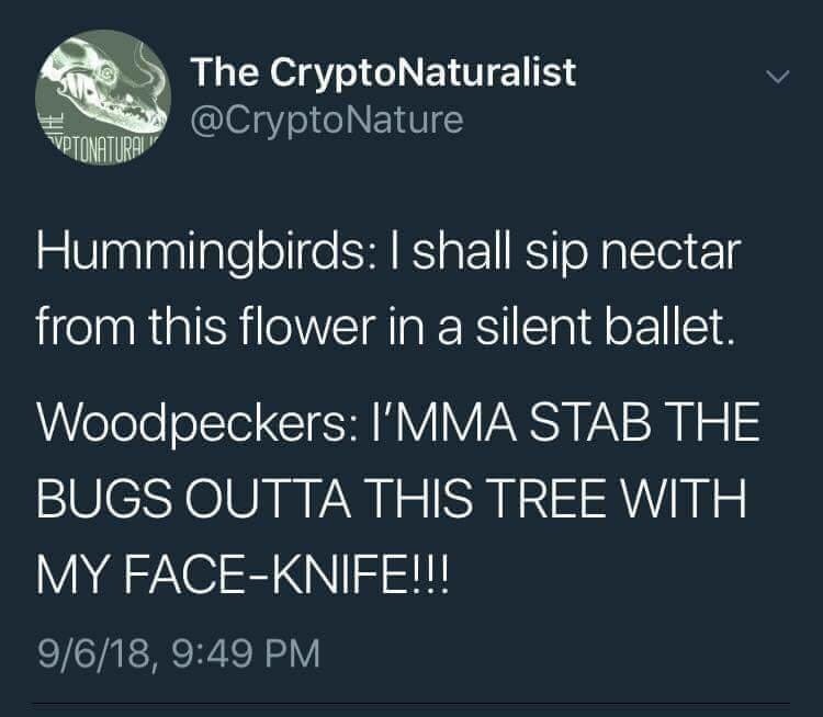 hummingbird memes - The CryptoNaturalist Votonatural Hummingbirds I shall sip nectar from this flower in a silent ballet. Woodpeckers I'Mma Stab The Bugs Outta This Tree With My FaceKnife!!! 9618,