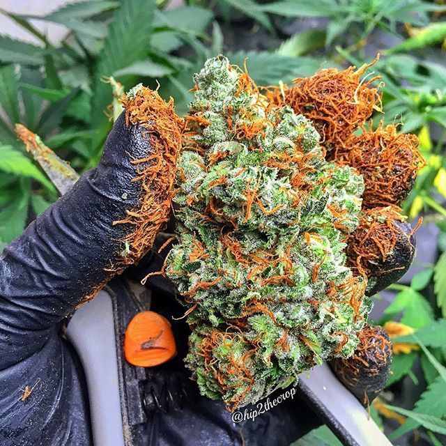 orange hairs weed - Chip2thecrop