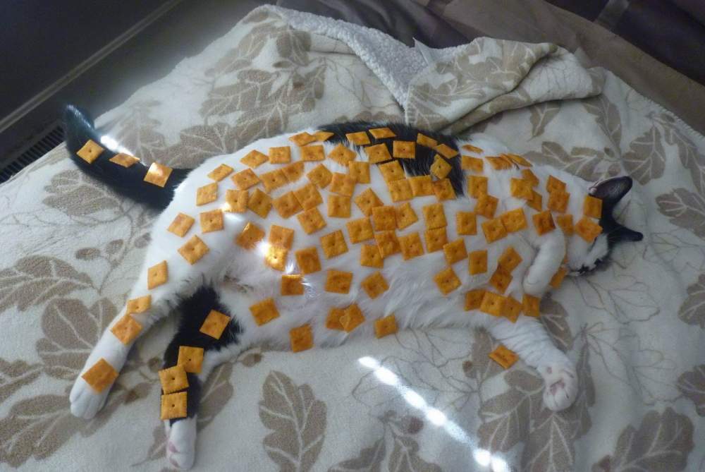 cheez its on cat