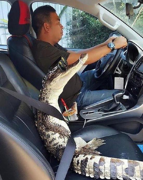 alligator funny car seat