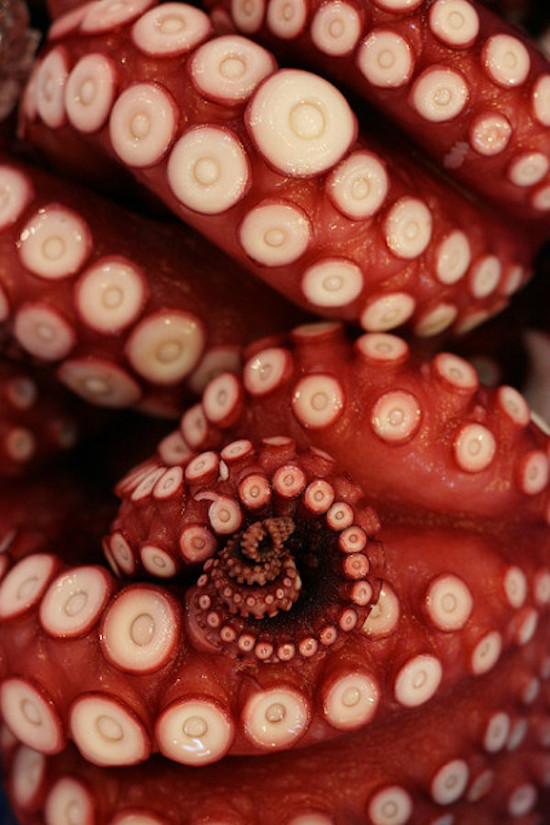 purple octopus tentacles