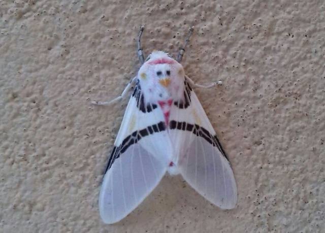 cute white moth