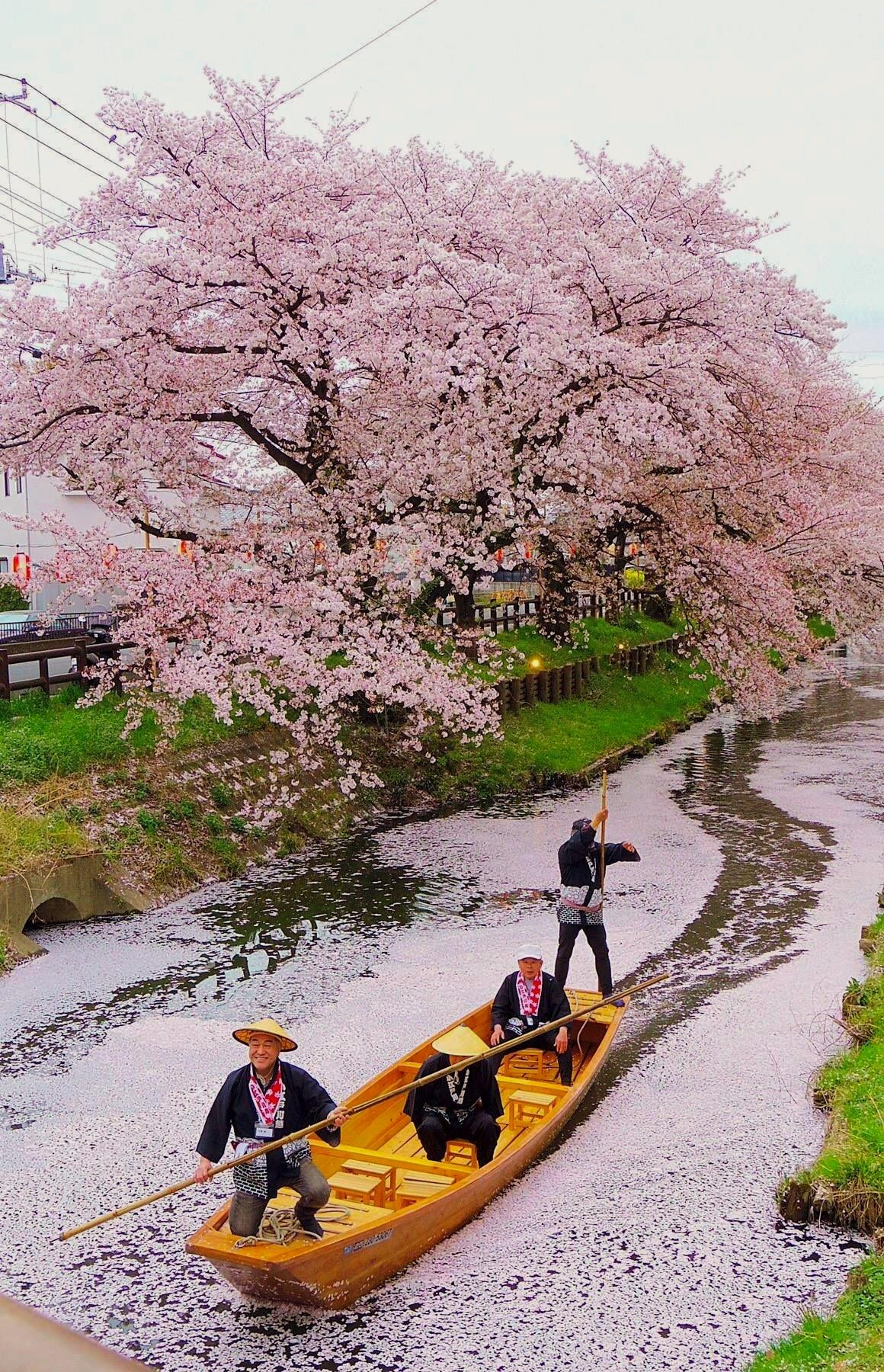 sakura river japan