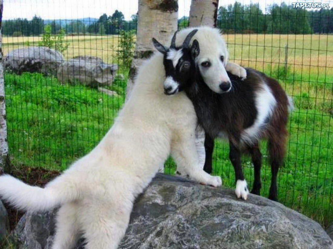 cute dog and goat - Tapetus.Pl