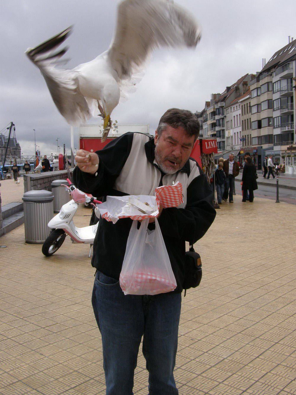 seagull stealing food - Limat