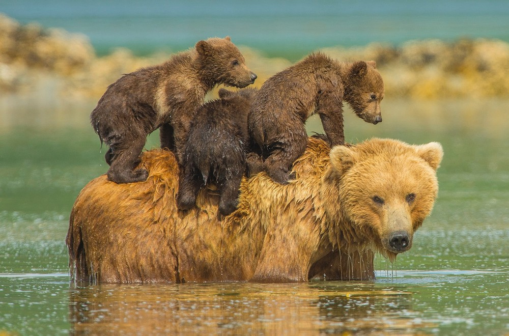 random pic bear cubs with mother