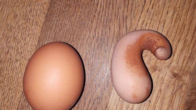 random pic egg