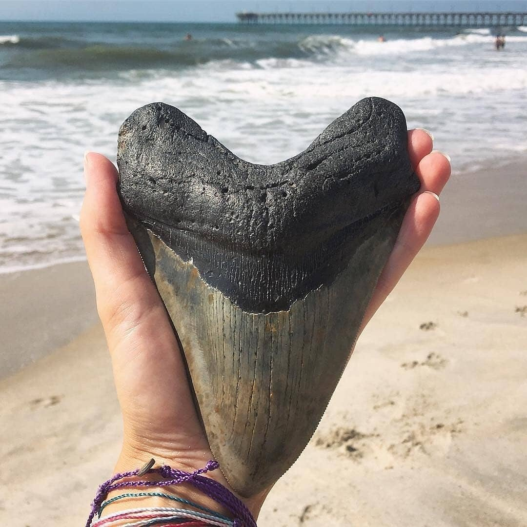 megalodon tooth found -