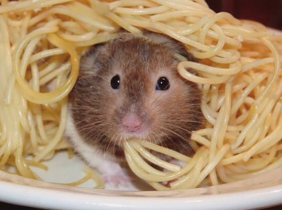 rat eating noodles