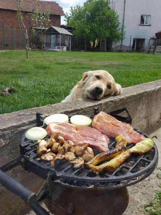 dog looking at barbecue