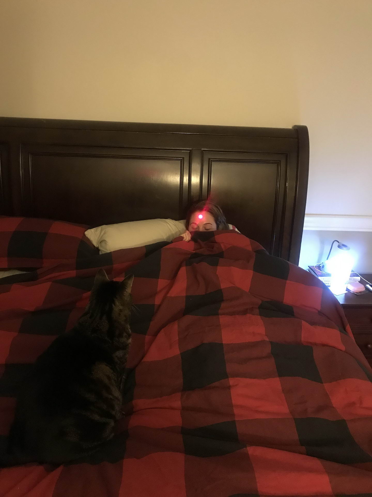 laser on sleeping woman's forehead to make the cat pounce on her and wake her up