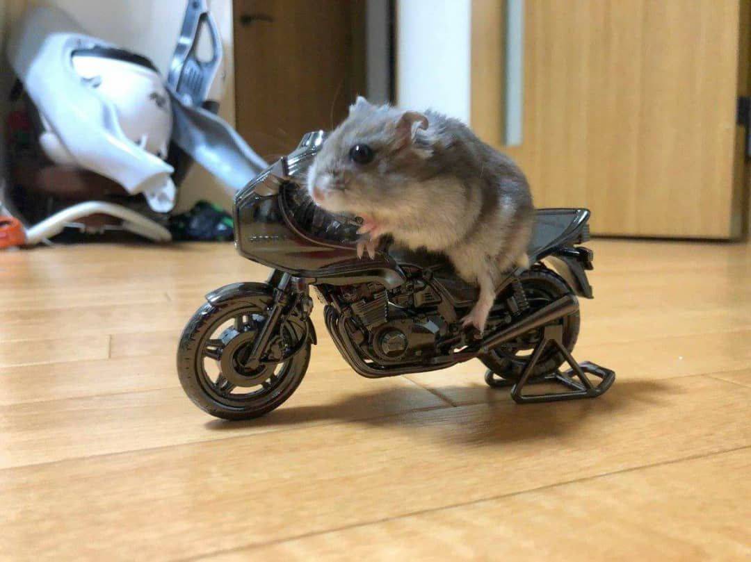 hamster on motorcycle