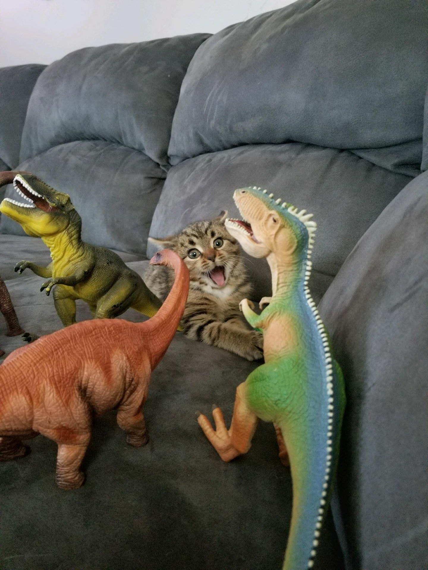 cat dinosaurs funny - det
