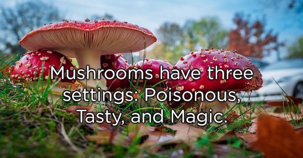 showerthoughts   - natural facebook profile - Mushrooms have three settings Poisonouso Tasty, and Magic.