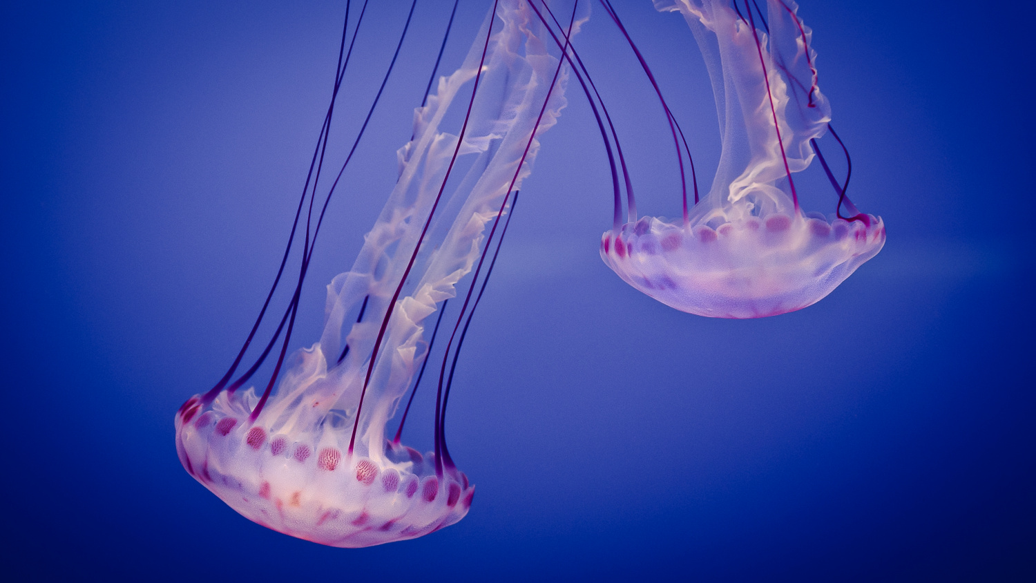 jellyfish high resolution