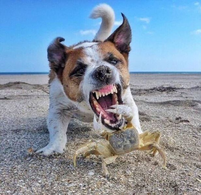 crab vs dog