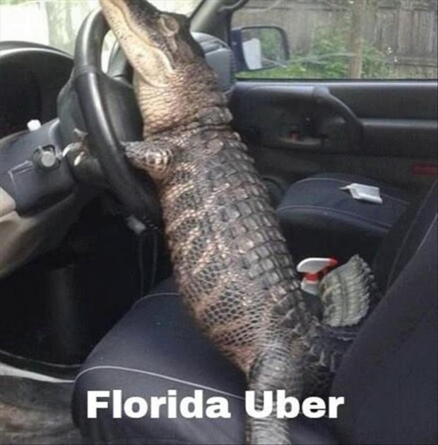 rambo alligator - Florida Uber