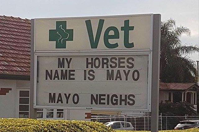 street sign - 3 Vet My Horses Name Is Mayo Mayo Neighs
