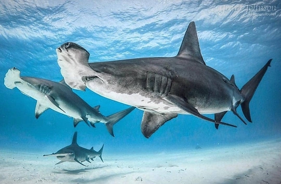 tiger shark - Co Misoil Doundouliet