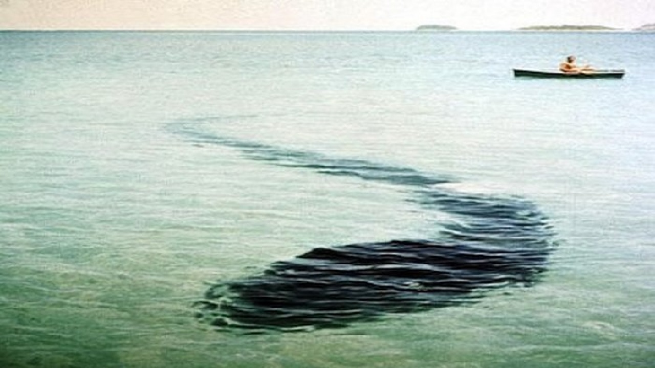 Hook Island sea monster -In 1964, French photographer Robert Serrec spotted and took a quick picture of what resembled a giant snake-like creature resting on the sea floor off the coast of Queensland, Australia. Some sources claimed it could have been a long tarp or something similar. However, no credible explanation has ever been found for this bizarre photo.
