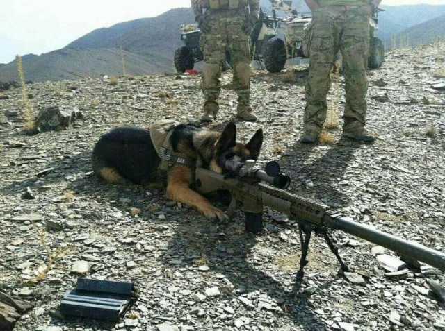 doge sniper