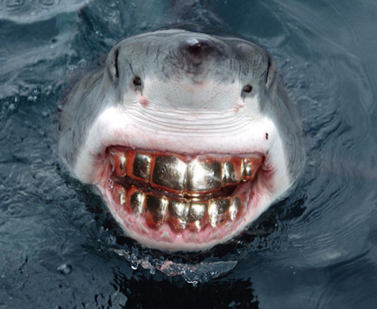 great white shark gold teeth