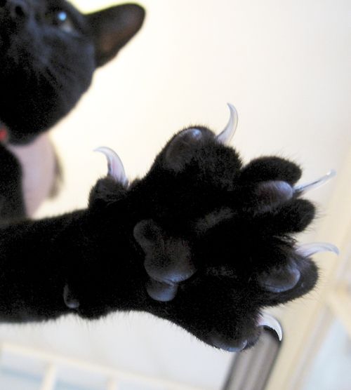 scary cat claws