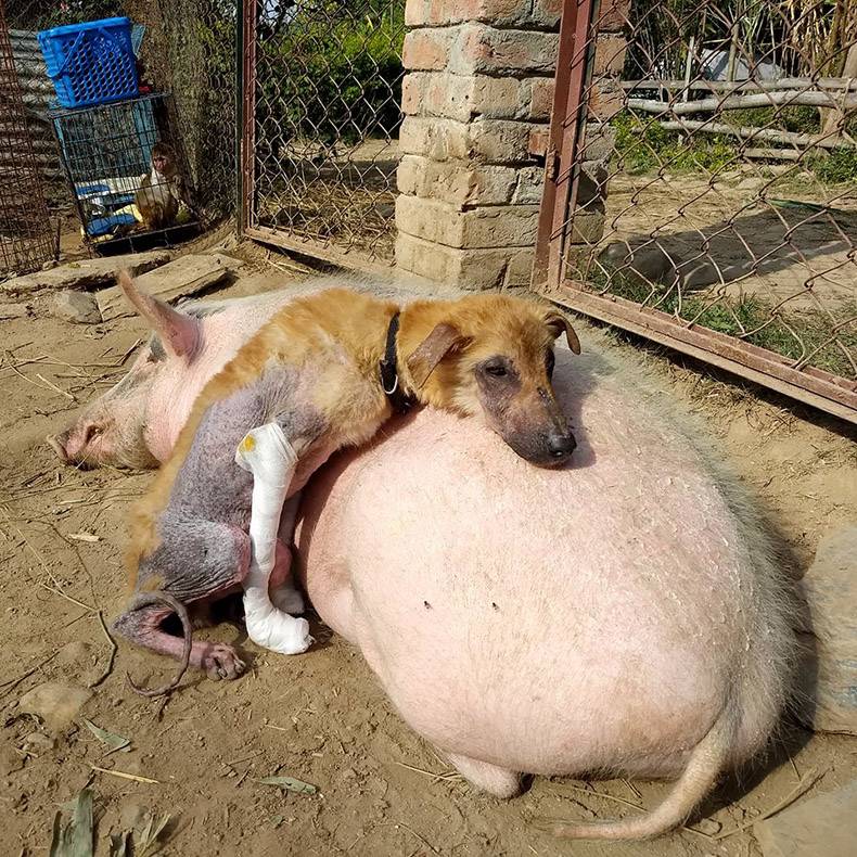 dharamsala stray dogs