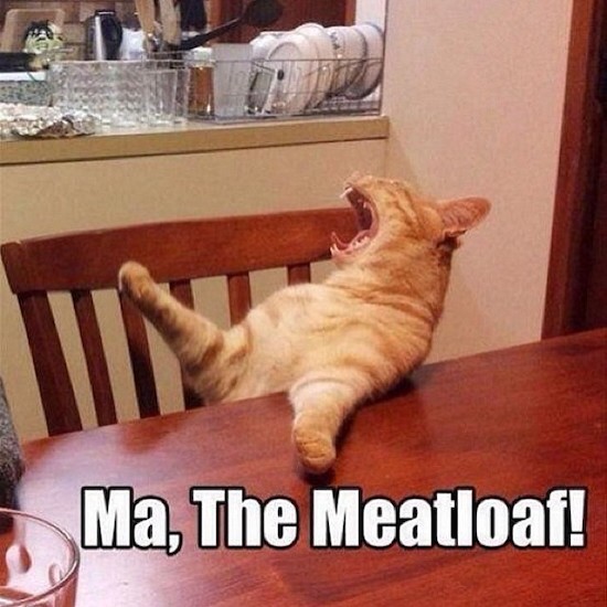ma the meatloaf cat