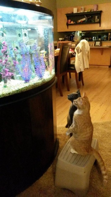cats watching fish tank