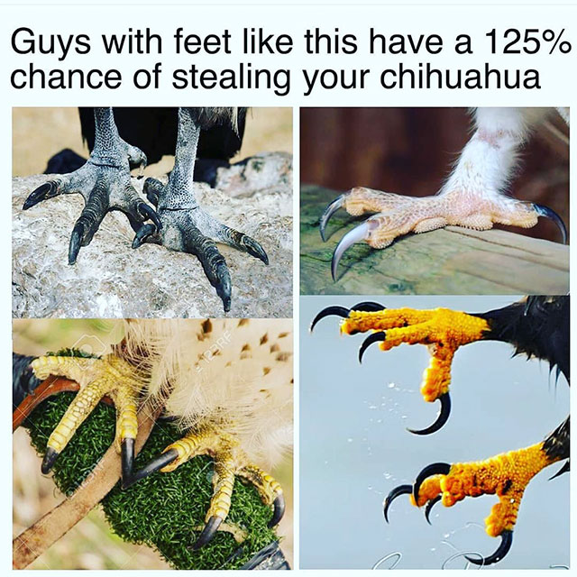 beak - Guys with feet this have a 125% chance of stealing your chihuahua
