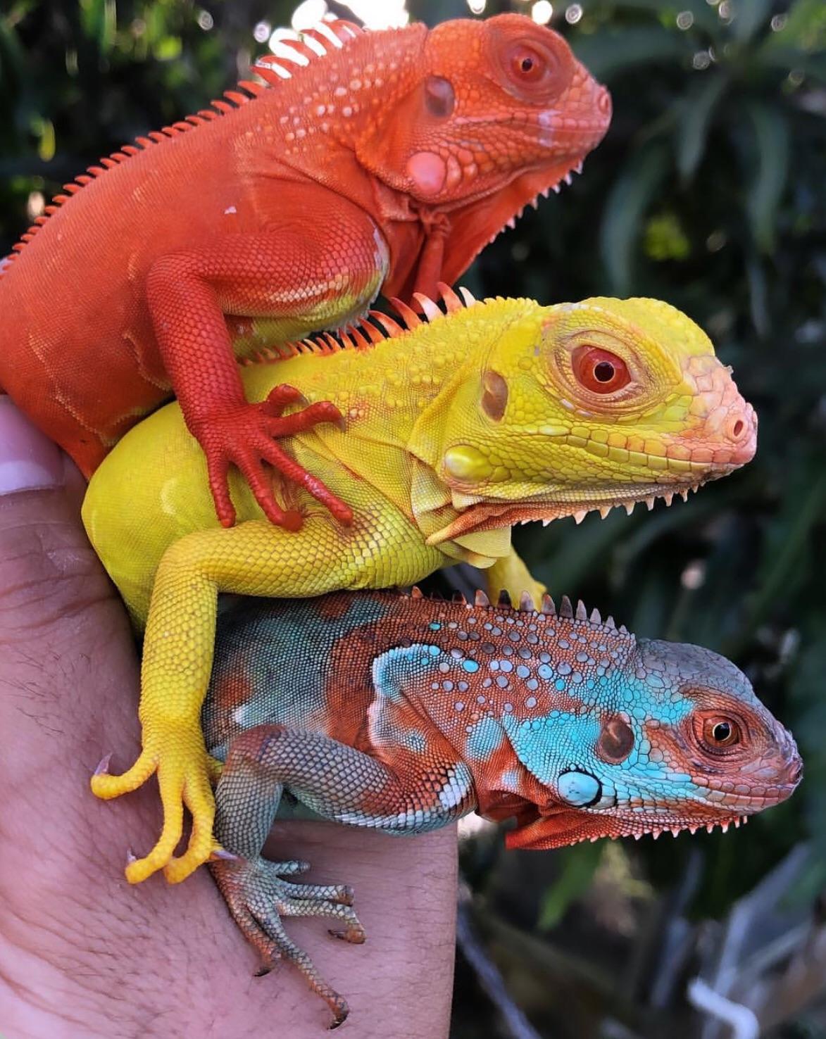 random pic colorful reptiles