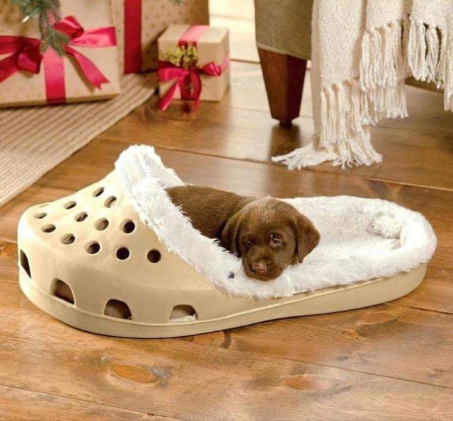 cool pic croc dog bed