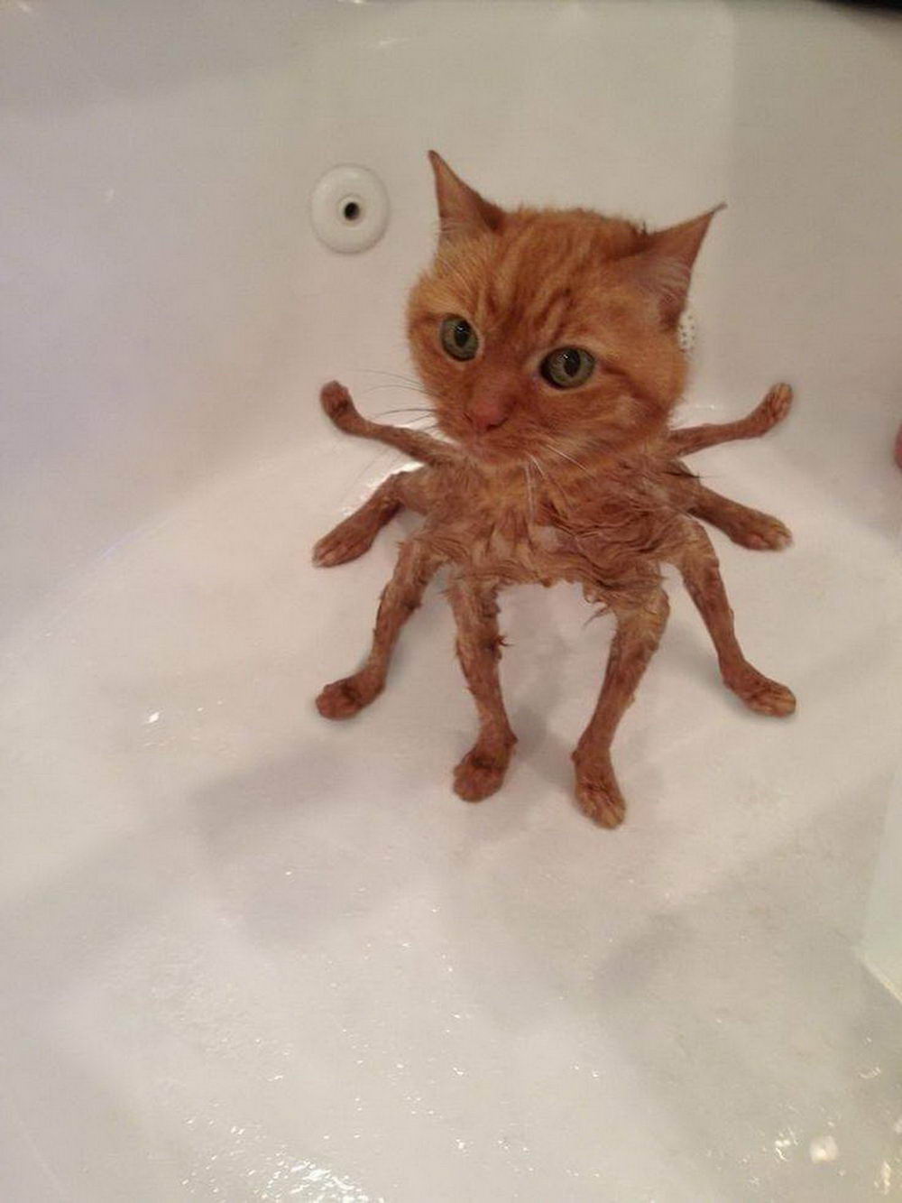 remarkable image of a spider cat in a bathtub