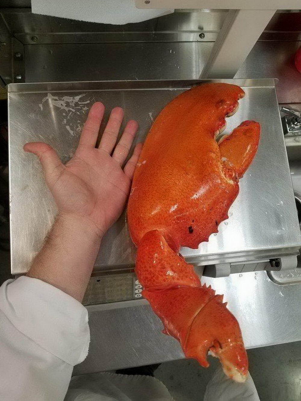 remarkable image of a person's hand next to a giant pincer